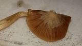 Nolanea cetrata f. minimospora image