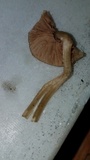 Nolanea cetrata f. minimospora image