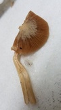 Nolanea cetrata f. minimospora image