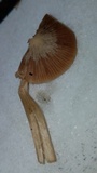 Nolanea cetrata f. minimospora image