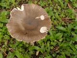 Amanita punctata image