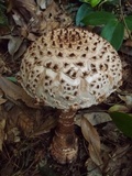 Amanita sculpta image