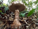 Amanita sculpta image