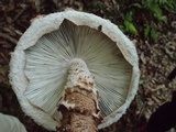 Amanita sculpta image