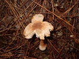 Amanita siamensis image
