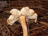 Amanita siamensis image