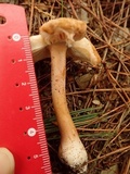Amanita siamensis image