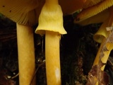 Amanita similis image