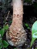 Amanita timida image