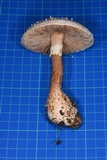 Amanita timida image