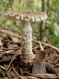 Amanita griseofarinosa image