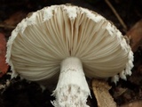 Amanita griseofarinosa image