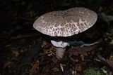 Amanita spissacea image