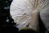 Amanita spissacea image