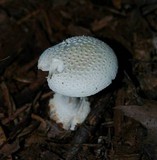 Amanita abrupta image