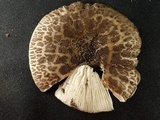 Amanita spissacea image