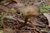 Pseudoarmillariella ectypoides image