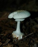 Amanita abrupta image