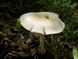 Amanita spreta image