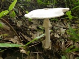 Amanita spreta image