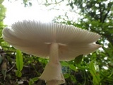 Amanita spreta image