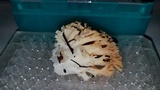 Ramaria formosa image