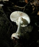 Amanita abrupta image