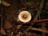Amanita sychnopyramis image