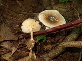 Amanita sychnopyramis image