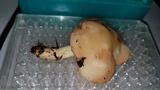 Rhodocollybia maculata var. scorzonerea image
