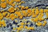 Gyalolechia flavorubescens image