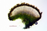 Gyalolechia flavorubescens image