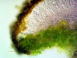 Gyalolechia flavorubescens image