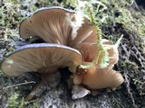 Sarcomyxa serotina image