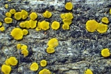 Candelariella antennaria image