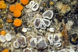 Myriolecis hagenii image