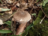 Amanita griseofarinosa image