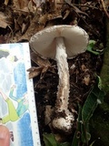Amanita griseofarinosa image