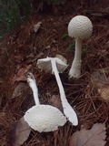 Amanita yenii image