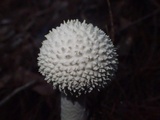 Amanita yenii image