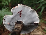 Amauroderma rugosum image