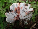 Amauroderma rugosum image