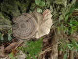 Amauroderma rugosum image