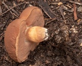 Boletus haedinus image