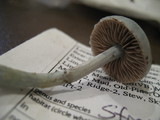 Stropharia pseudocyanea image