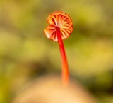 Mycena viscidocruenta image