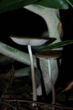 Oudemansiella furfuracea image