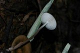 Oudemansiella furfuracea image