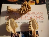 Morchella americana image