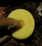 Boletellus chrysenteroides image